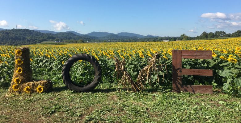 LOVE sign made of farm objects in front of the sunflower field